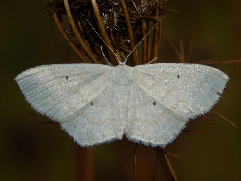 Idaea o Scopula ?